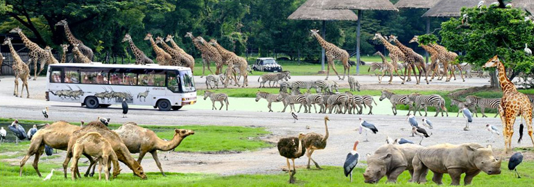 EXB031 - Safari world & Marine Park (with International Buffet lunch)