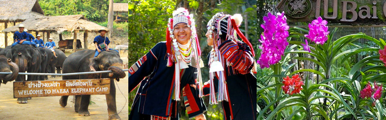 Mae Sa Elephant at work, Orchid Farm and Meo Hilltribe Village