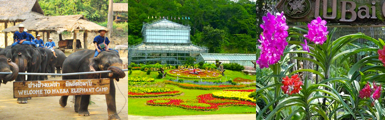 Mae Sa Elephant at work, Orchid Farm and Queen Sirikit Botanical Garden