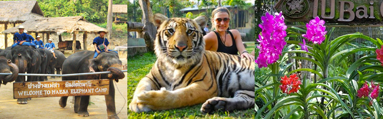 Mae Sa Elephant at work, Orchid Farm & Tiger Kingdom