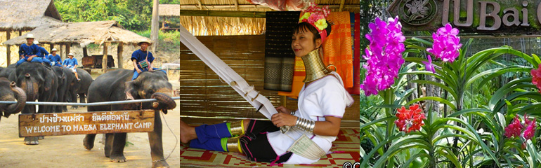 Mae Sa Elephant at work, Orchid Farm and Long Neck Karen Village