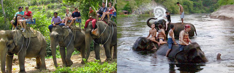 Krabi Elephant Trekking tour