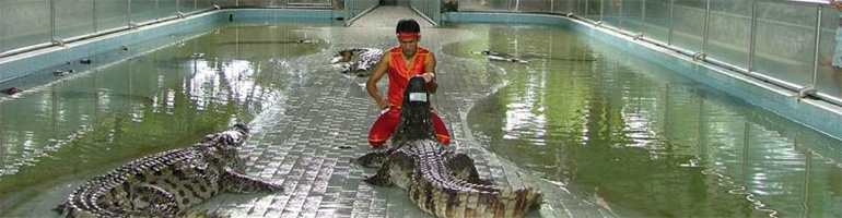 The Million Years Stone Park & Pattaya Crocodile Farm (Ticket Only)