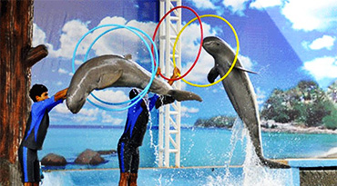 Pattaya Dolphin World (half day)